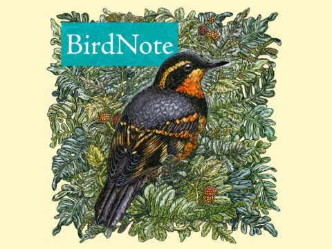 Illustration of a black and orange bird with a leafy background behind it and "BirdNote" written as a title.