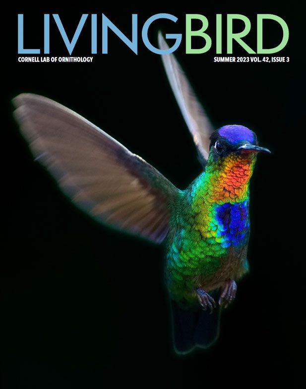 Cover of Living Bird, summer 2023, A rainbow colored hummingbird flying against a a black background.