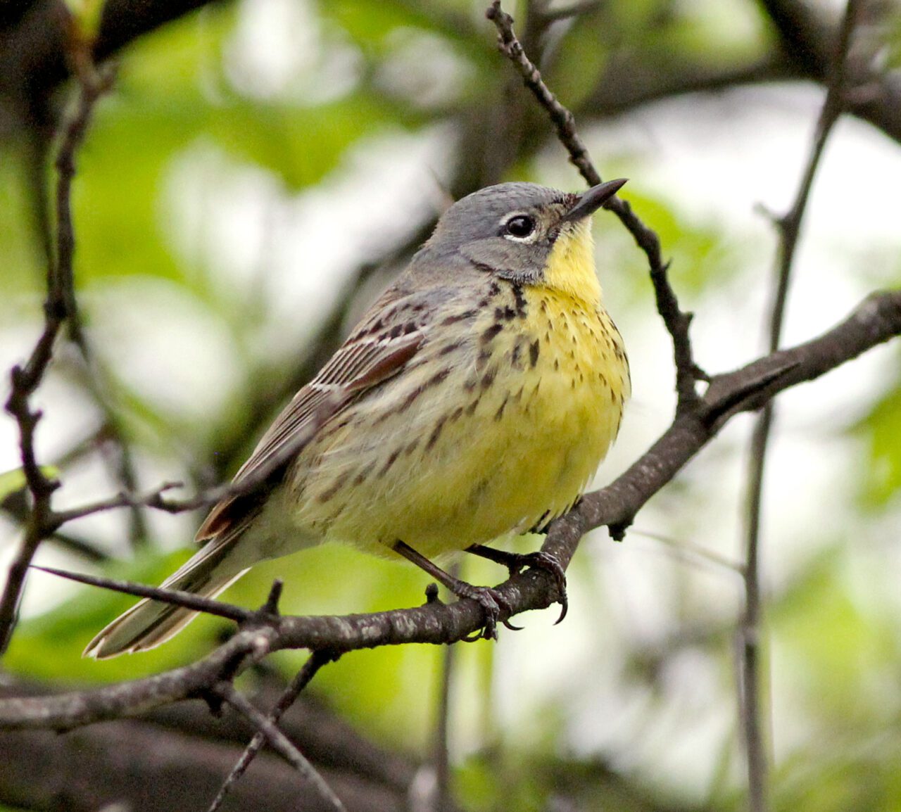 A gray and yellow streaky bird in a tree.