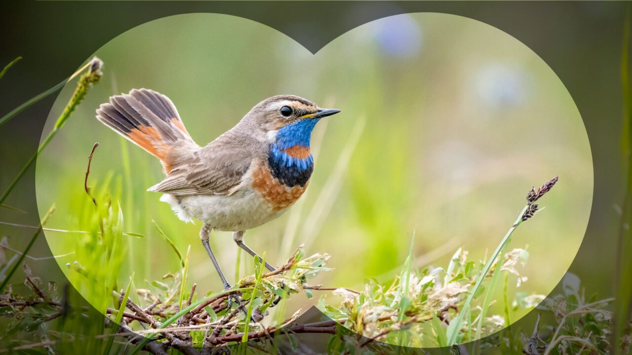 A small beige and brown bird with orange patches and a bright blue throat, stands with its tail upright.