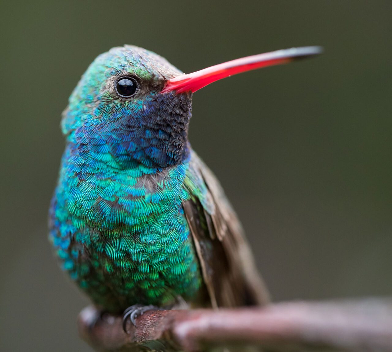 A bright little green and blue bird with a long, red bill