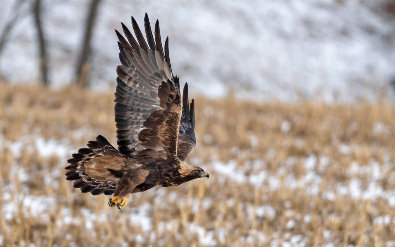 A large brown bird with big talons and yellow feed, flies against a snowy landscape.