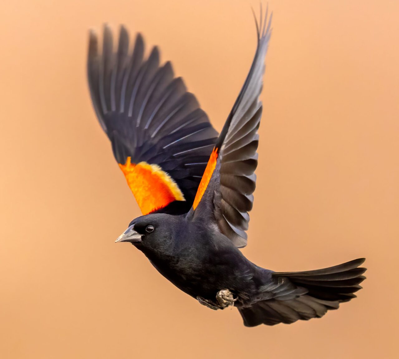A flying black bird with red and yellow patches on wings.