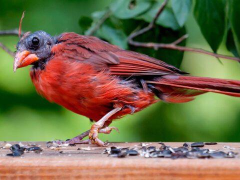 A bright red bird with no feathers on the head