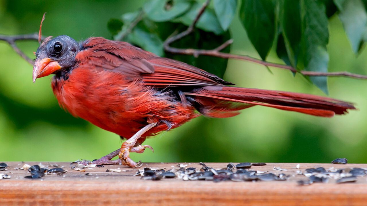 A bright red bird with no feathers on the head
