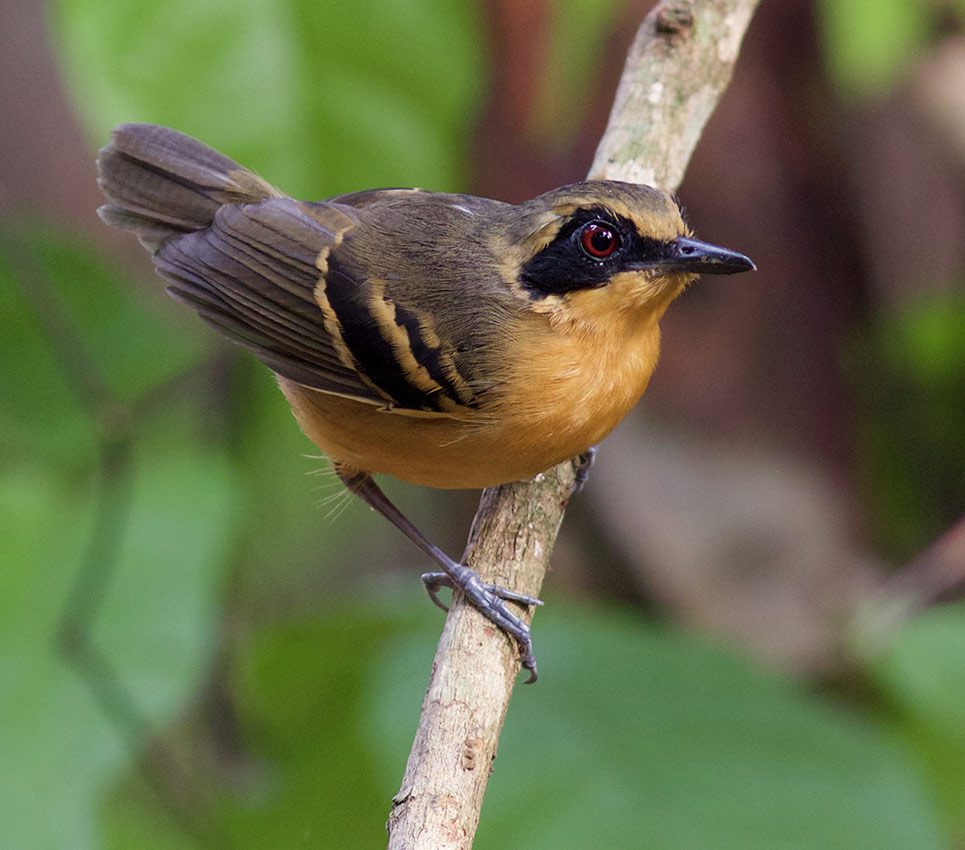 Brown and russet bird with a black eye stripe, 3 wingbars, and red eye