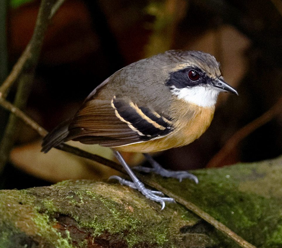 brown, reddish bird with 3 wingbars, a black eye mask and white throat.