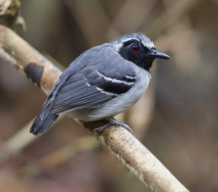 Black and grey bird with a reddish eye.