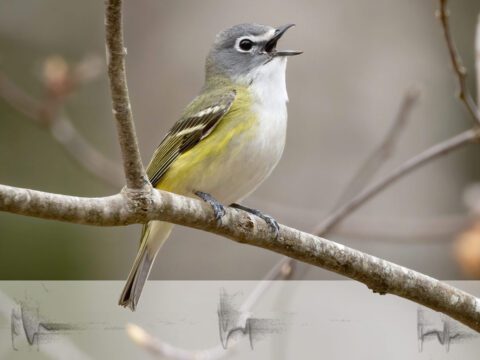Photo montage of a grey, yellow and white bird sings on a branch with a sound spectogram of its song.