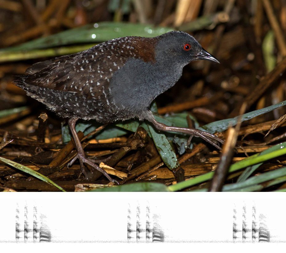 Photo montage of small, dark gray bird with dark brown back with white speckles, a red eye, and large feet, walking in reeds, with a sound spectogram of its song.
