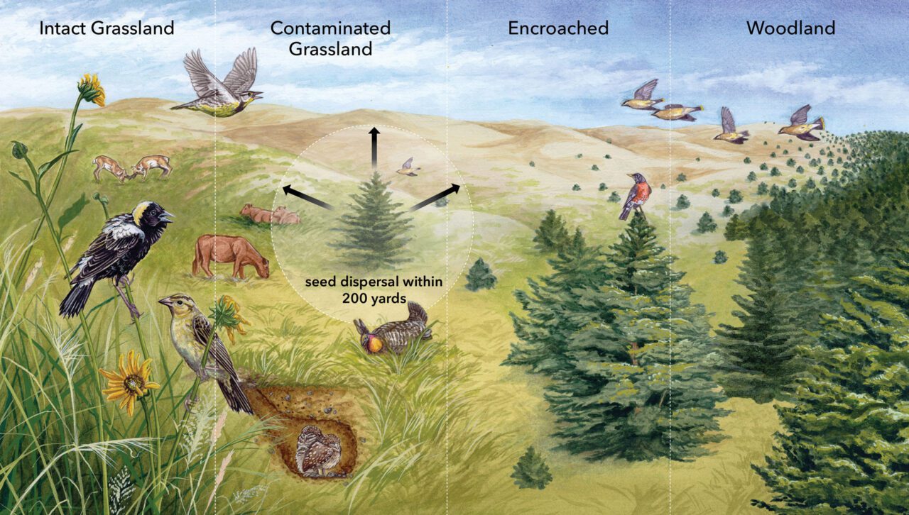 Illustration of cedar moving into grasslands and the corresponding animals