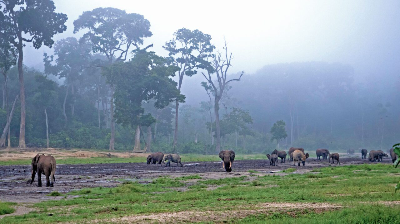 Landscape of elephants with tropical forest behind them.