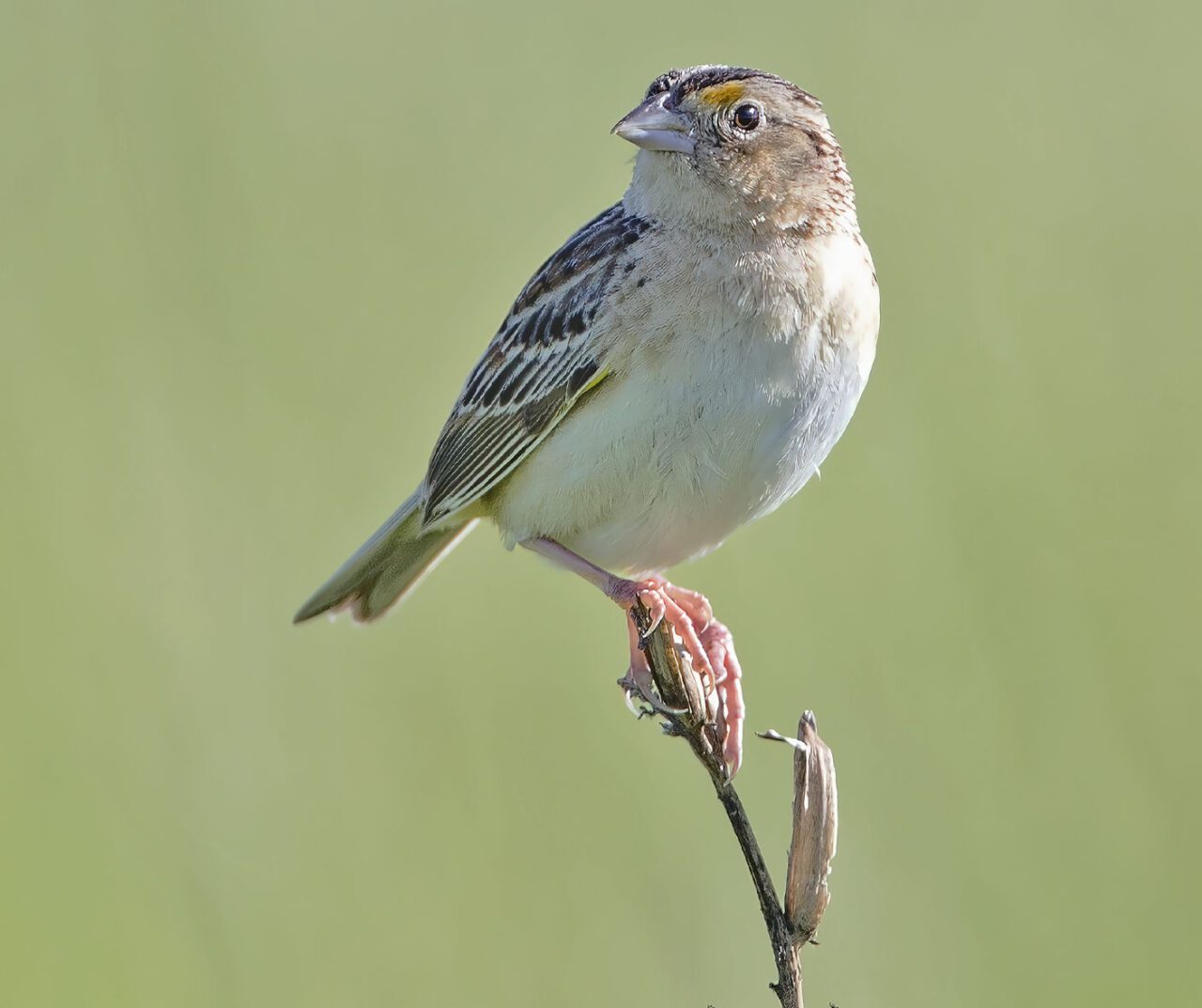 slightly chubby bird with cream breast, brown and cream wings, a conical bill with yellow eyebrow, perches on a grass stem.