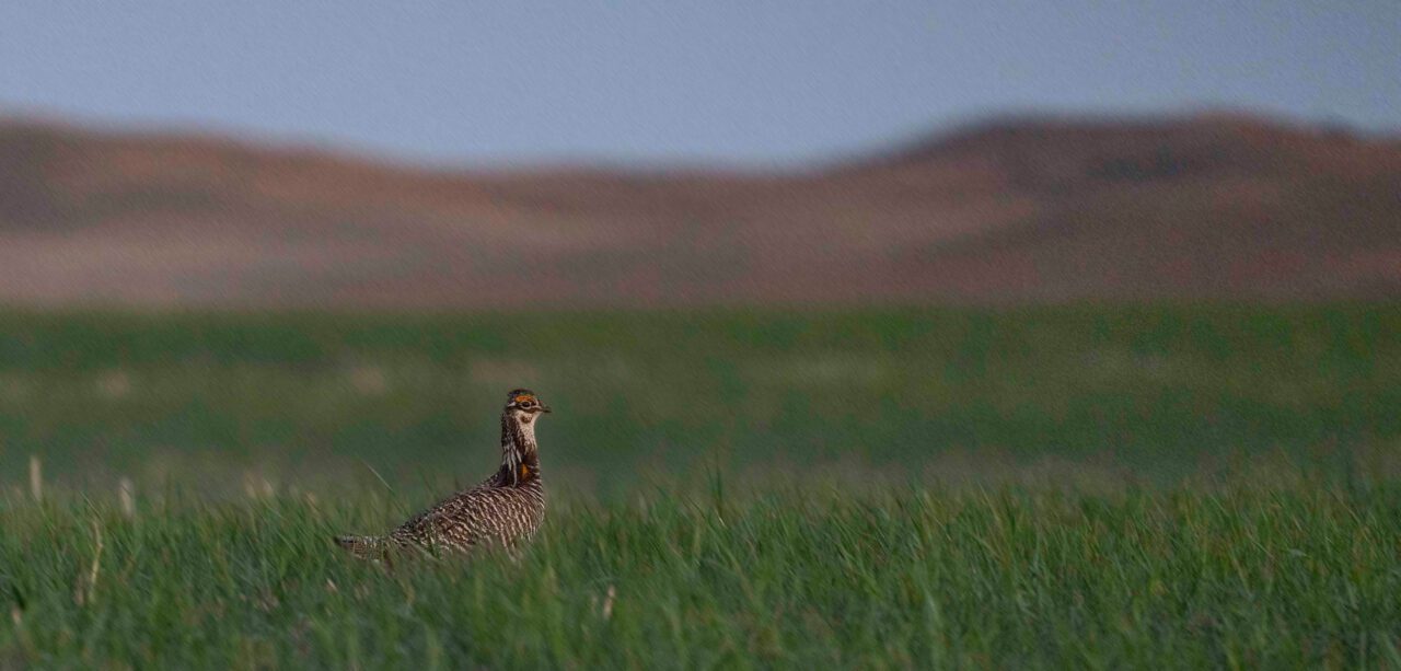 Brown and white patterned chicken-like bird in a grassland habitat.