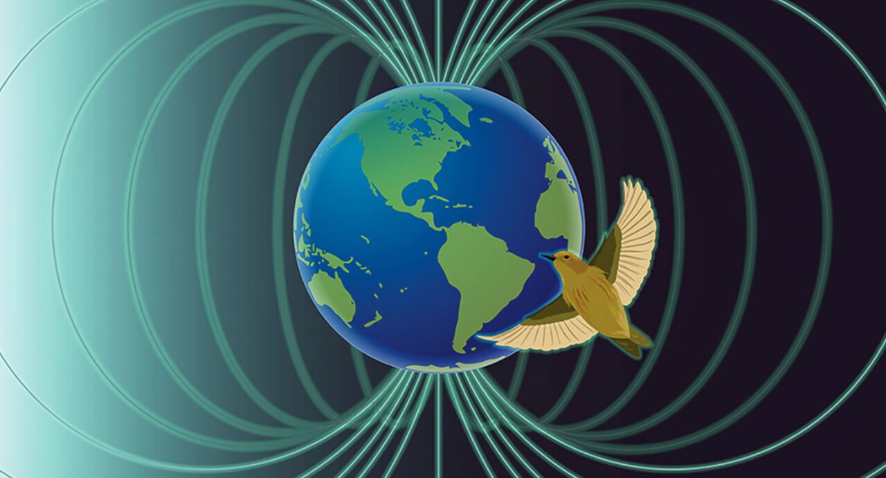 Illustration of a bird flying in front of a globe with lines around it indicating earth's magnetic fields.