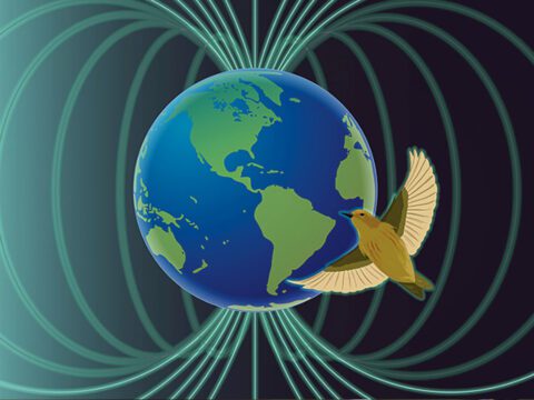 Illustration of a bird flying in front of a globe with lines around it indicating earth's magnetic fields.