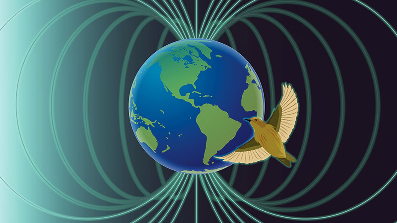 Geomagnetic Disturbances and Incorrect-Approach Hen Migrations