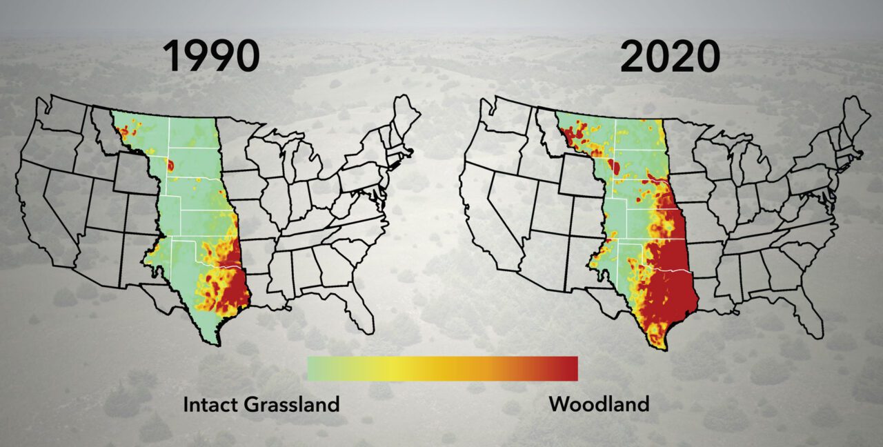 Two maps superimposed on grassland/woodland photo, showing the change in grassland/woodland ration from 1990 to 2020.
