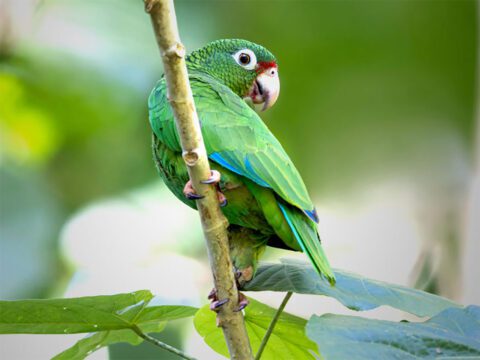 A green parrot with touches of red and turquoise.