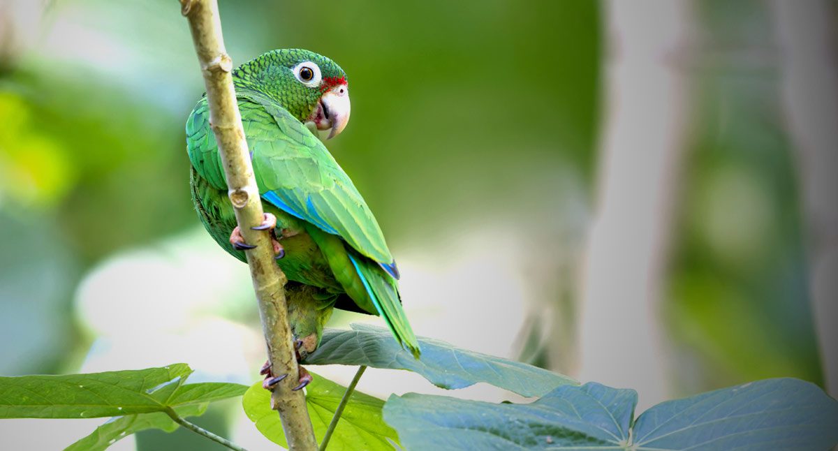 A green parrot with touches of red and turquoise.