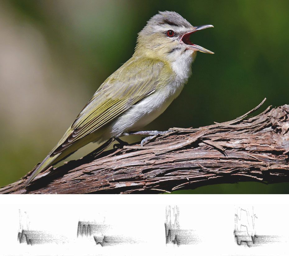 Photo montage of an olive and gray-white bird, white eyebrow, red eye and gray head singing on a branch with a sound spectogram of its song.