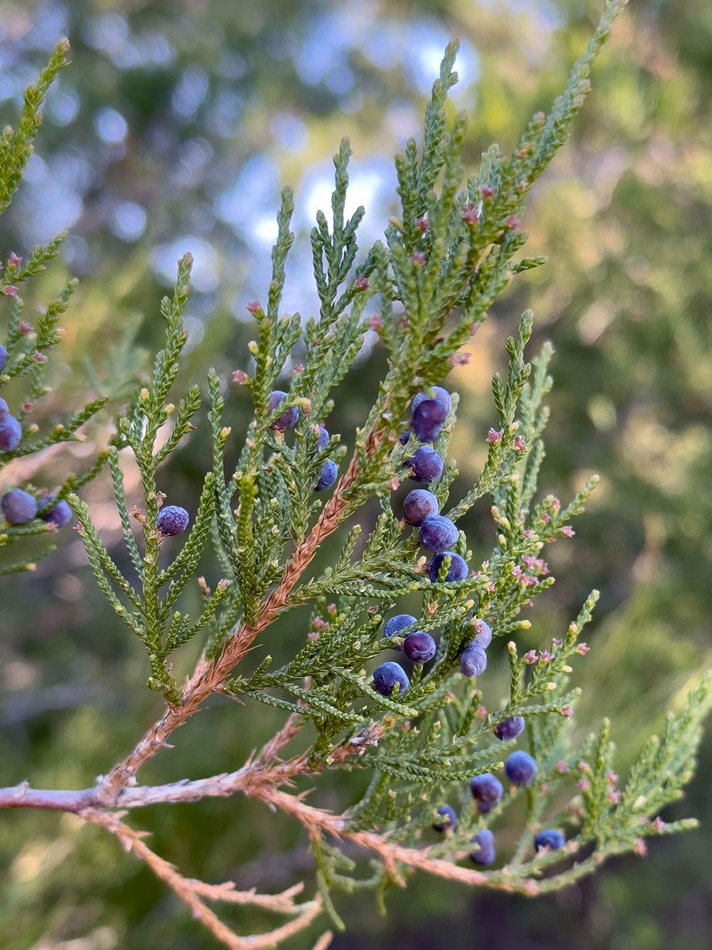 A Redcedar branch with blue berries