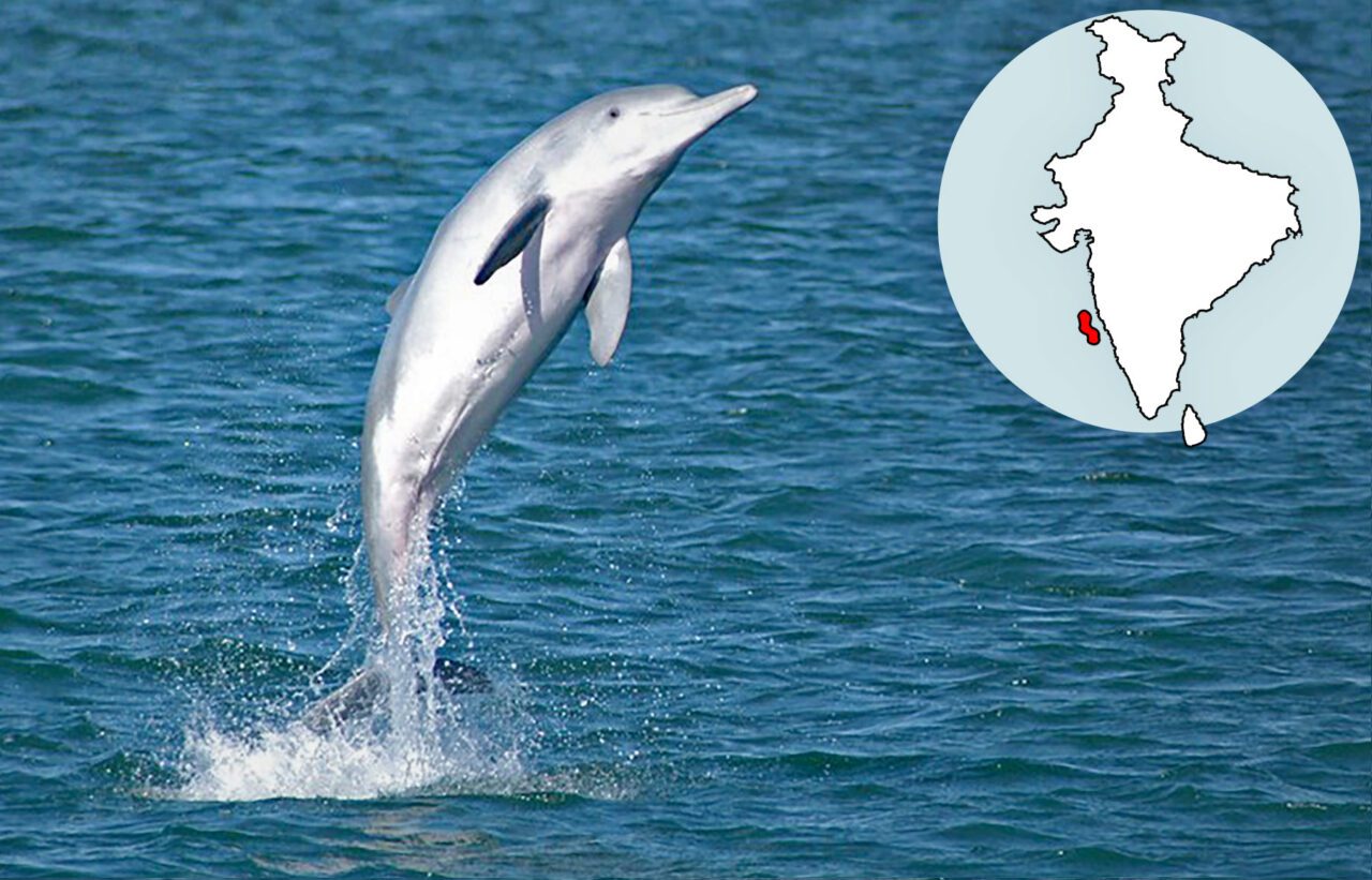 Dolphin leaps in the air with superimposed map of India.