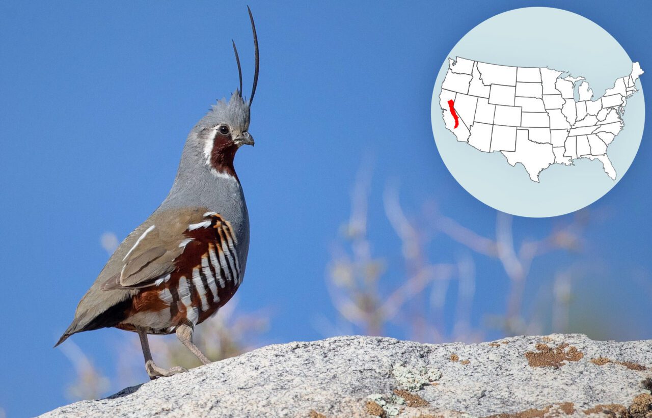 Gray, white and brown bird with long head plumes, with superimposed map of U.S.A.