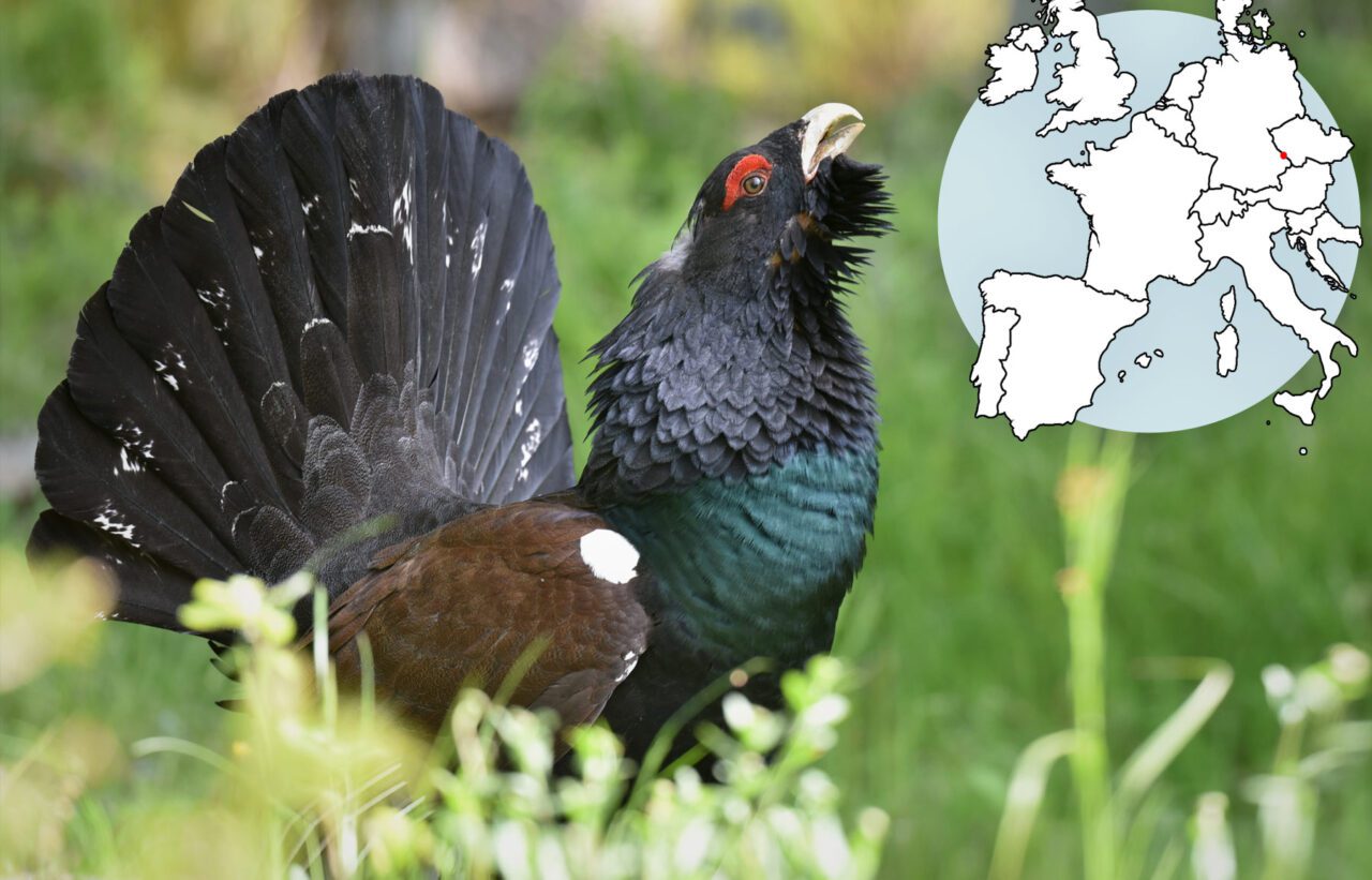 Black and brown bird with a big fanned tail, iridescent green chest and red eyebrown, superimposed map of Europe.