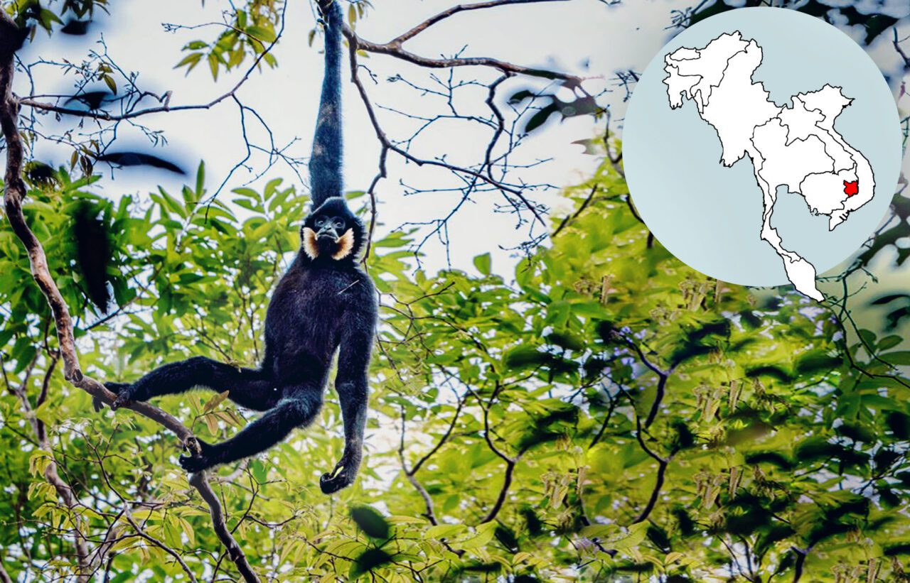 Black monkey with long arms and legs hangs in a tree, with a superimposed map of south asia.