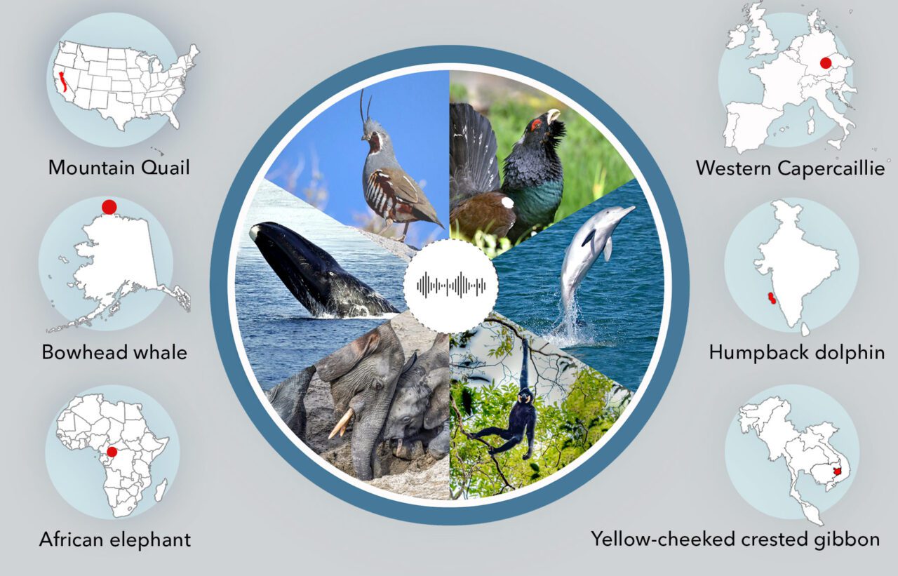 An infographic showing three birds, an ape, a dolphin, and a whale with map insets of their ranges and an audio waveform