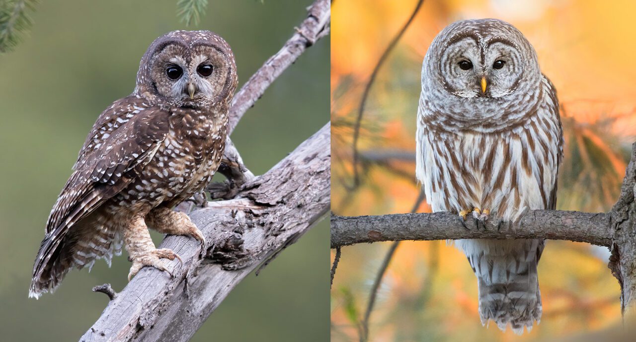 Two photos of two similar looking owls with patterns of brown, cream and white.
