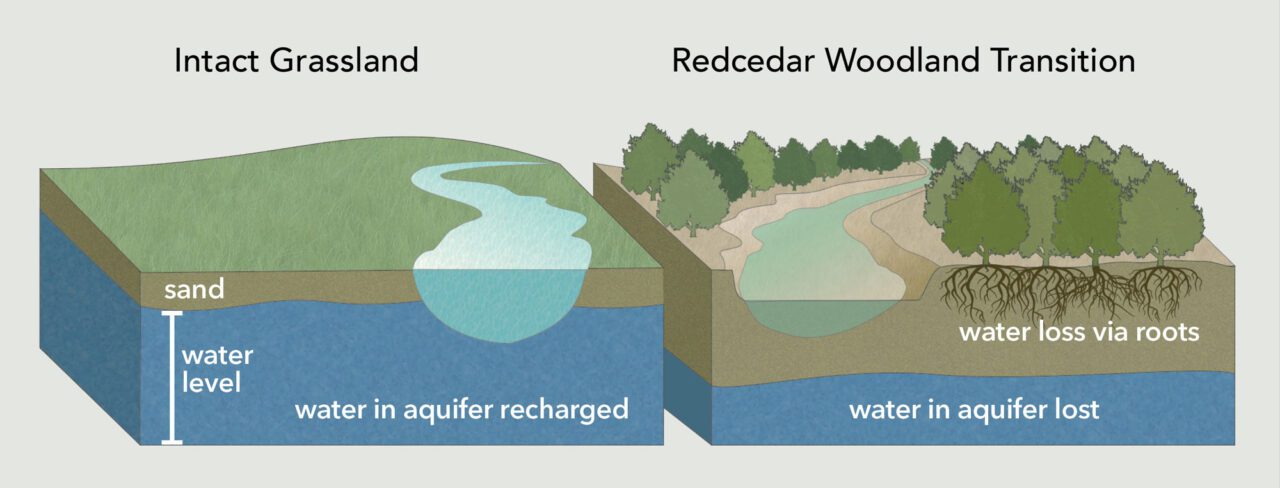 illustration showing how trees cause aquifers to dry up.