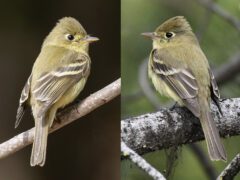2 different birds that look the same--gray/yellow with a small crest and grey wings with 2 white wingbars.
