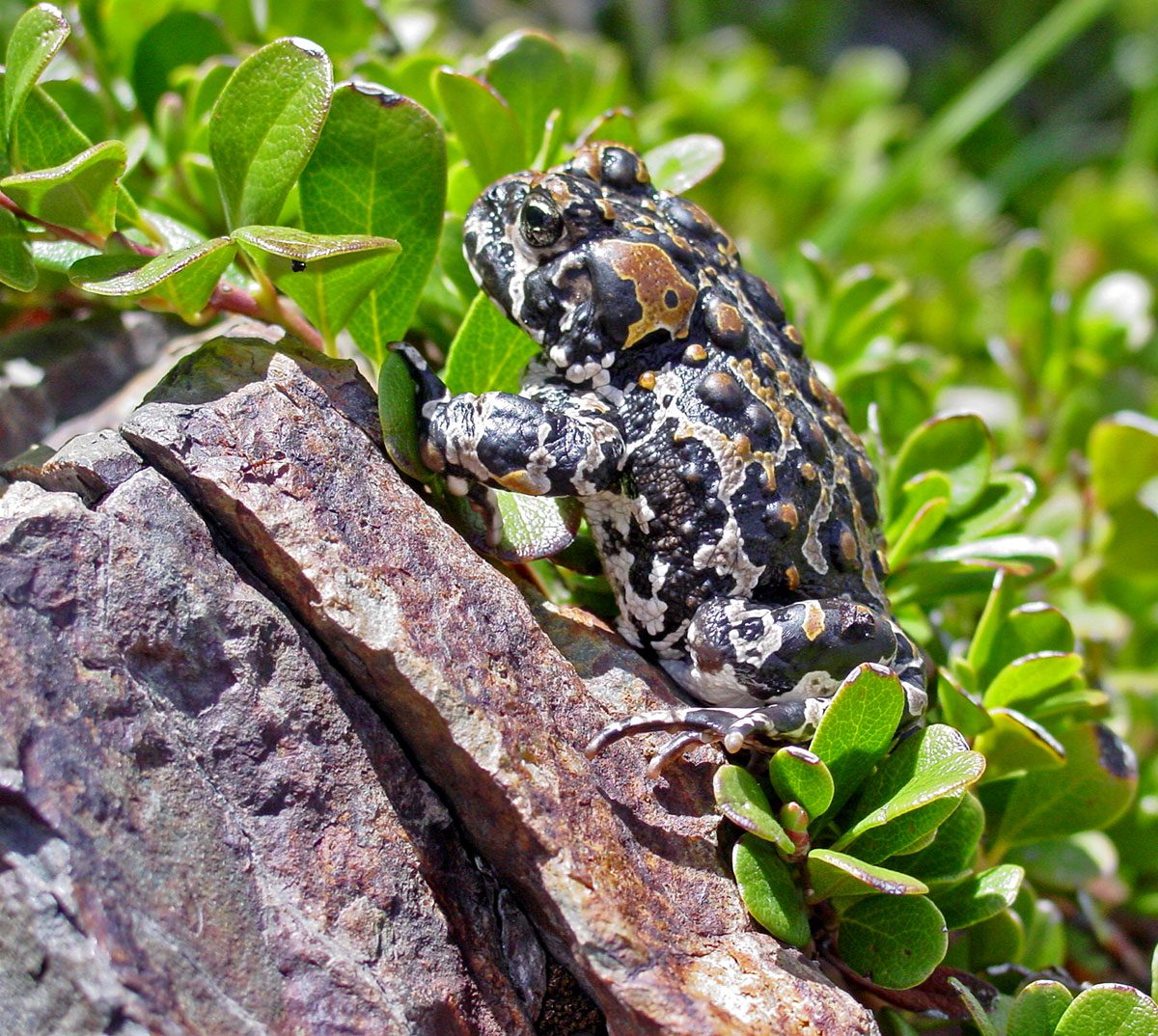 toad with black, brown and white marbled coloring.