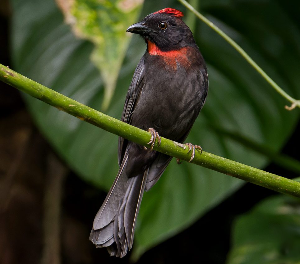 Black and red bird on a green branch