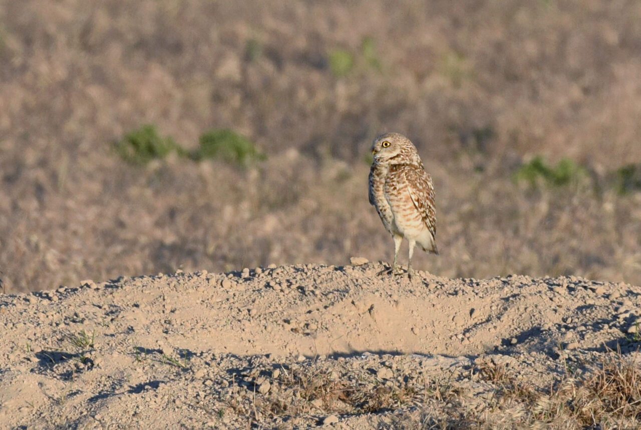 Small brown and beige owl stands on the ground in front of a burrow.