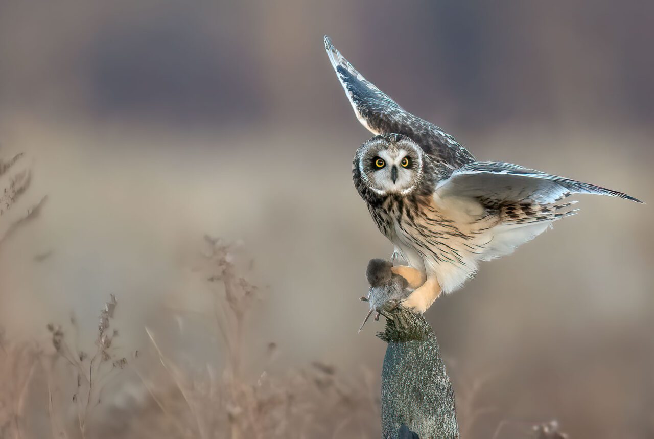 Owl with prey.