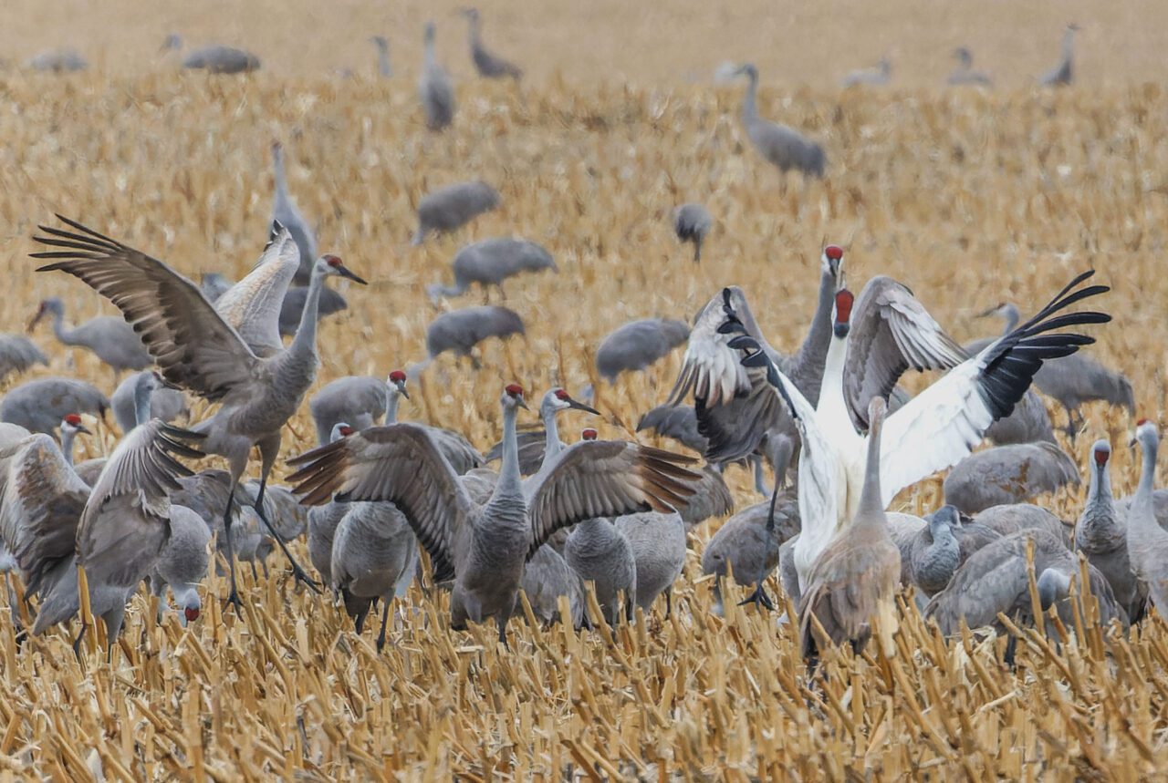 Large, tall, gray birds with red caps, and one white bird with a red cap and black wing tips, in a grassy field.