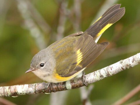 Gray and yellow bird with a white eye ring and white under tail, perches on a branch.