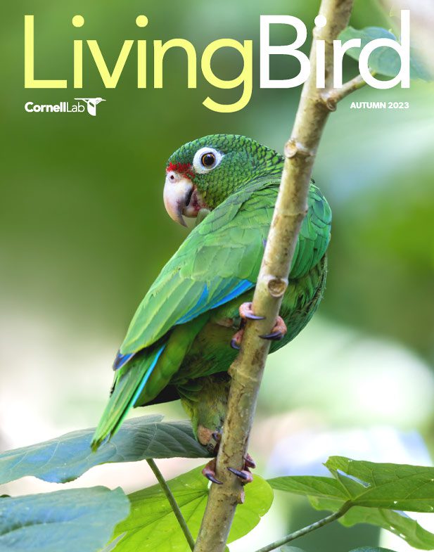 Living Bird cover, Autumn 2023, a green parrot with touches of red and turquoise.