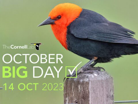 Black bird with bright red head and neck, stands on a fence post. Also, logo of October 2023 Big Day.