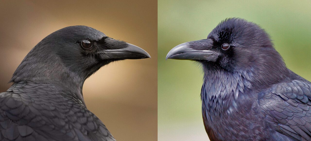 Montage of 2 images: two black birds with strong-looking beaks, facing each other.