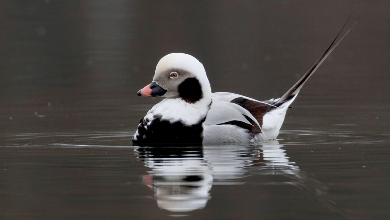 Black, white and tan duck with a pink stripe on its snout and a long tail.