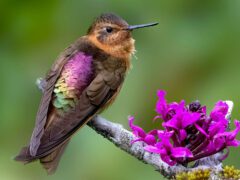 a hummingbird with sparkling purple, yellow, and green back perches next to a purple flower