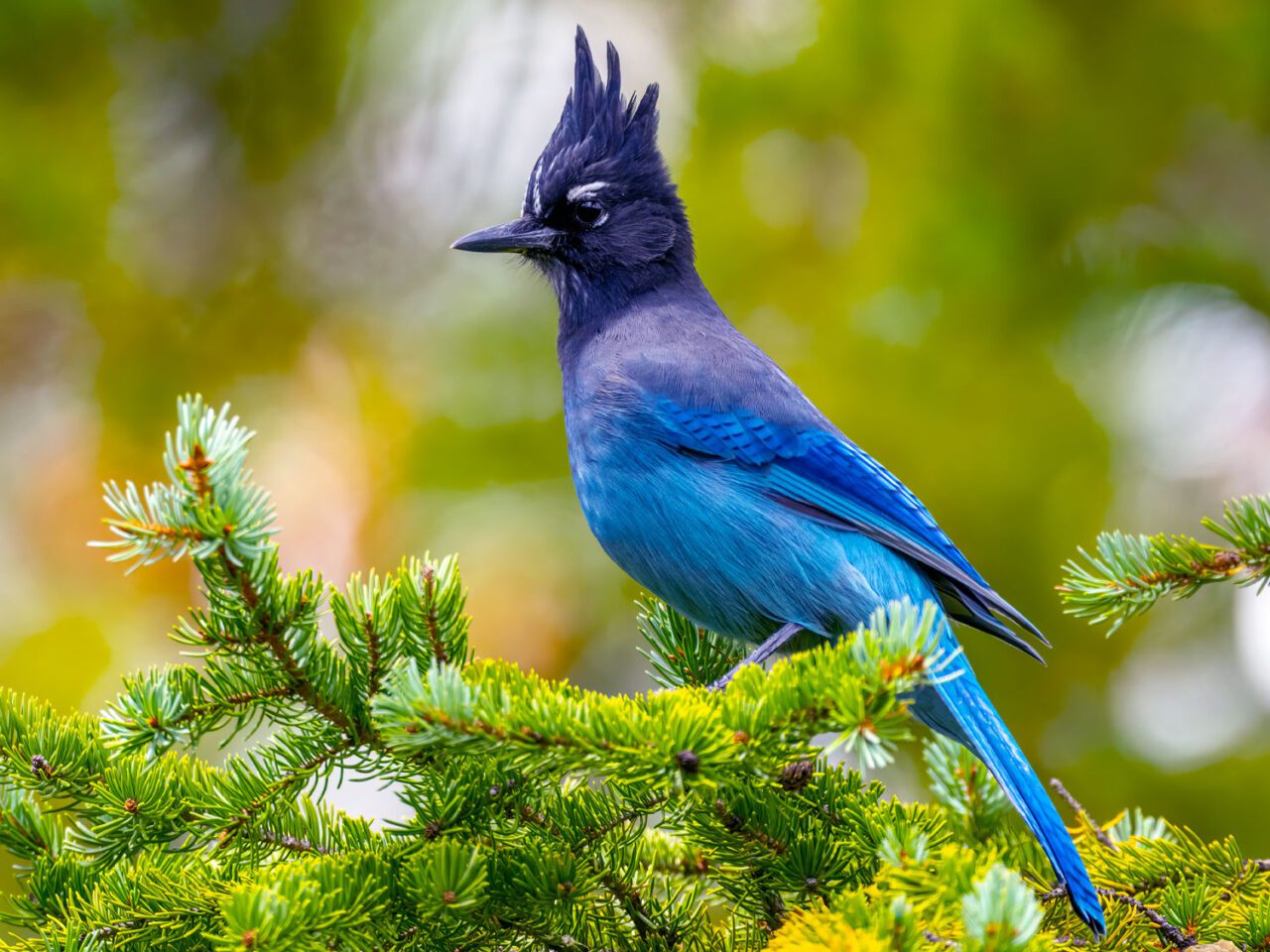 Blue bird with woebegone crested throne versus a untried background.