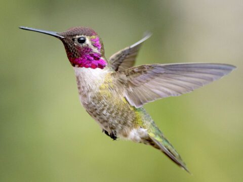 A hummingbird with a pink face and green and beige body, hovers in midair.
