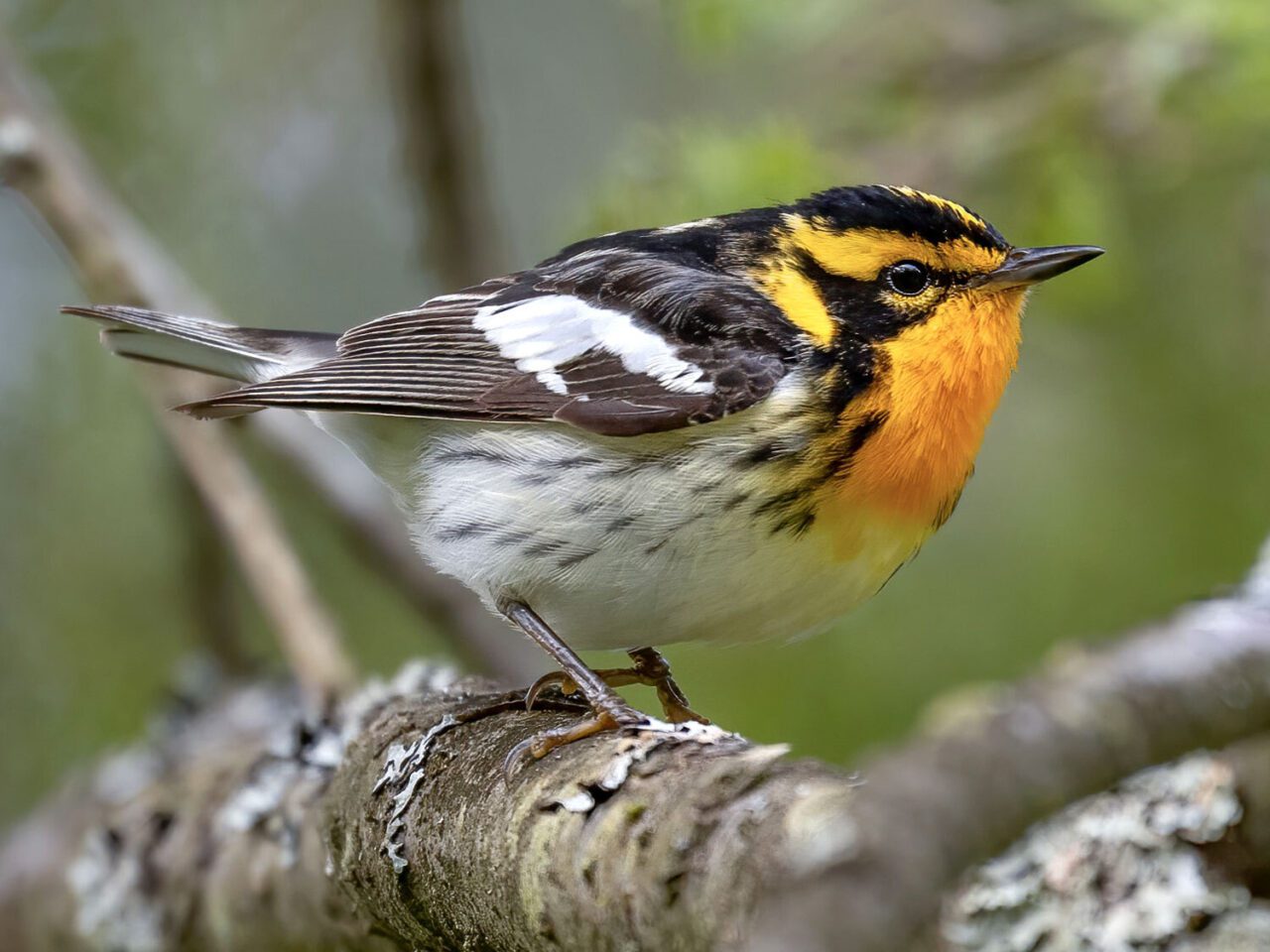 a small bird with a sunny orange throat perches on a branch