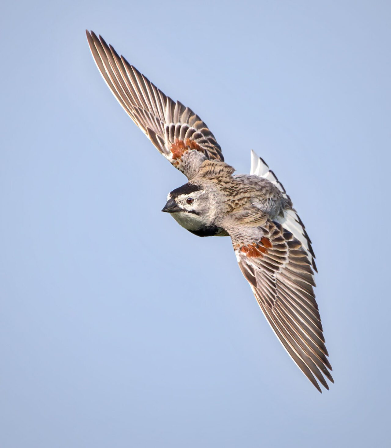 A brown and beige bird with reddish wing patches and black facial marks and a black, conical bill, flying.