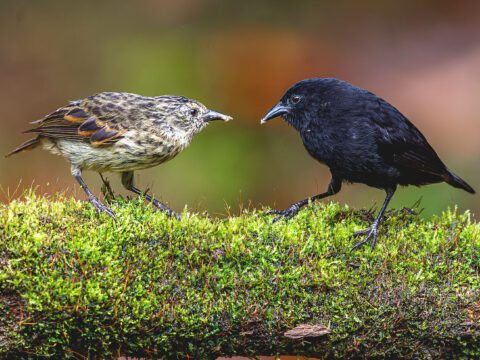 A black bird and brown-beige bird stand on moss.